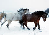 Foto 2 Pferde spielend im Schnee