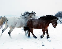 Don Pedro - Kaltblut-Pony-Mix ca. 30 Jahre alt: toben im Schnee - Farbwechsler: Braunschimmel