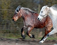 Don Pedro - Kaltblut-Pony-Mix mit geschätzten 30 Jahren beim Wettrennen auf dem Paddock