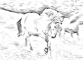 Foto: Pferd in Bewegung - Pferde sind Lauftiere und brauchen Bewegung