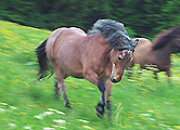 Akupunktur bei Pferden: chronische Bronchitis Husten