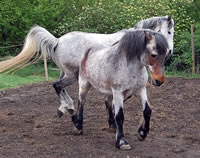 Don Pedro - Kaltblut-Pony-Mix mit geschätzten 30 Jahren beim Spiel mit seinem Araber-Kumpel